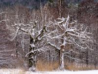 Zwei knorrige Bäume mit frischer Schneeauflage
